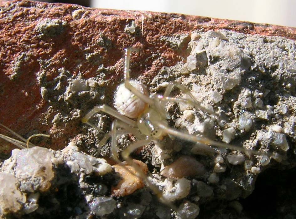 Philodromus sp.; Enoplognatha sp.; Phylloneta sp.